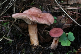 Lactarius lilacinus