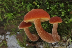 Gymnopilus picreus