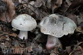 Tricholoma basirubens