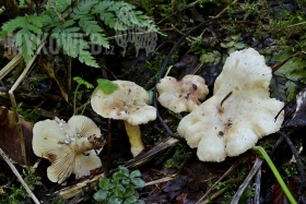 Lactarius aspideus