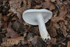 Hygrophorus penarius