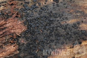 Patellaria atrata