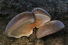 Pleurotus calyptratus