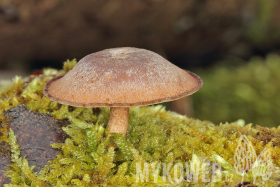 Polyporus brumalis