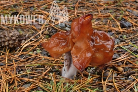 Gyromitra infula