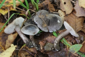 Tricholoma squarrulosum
