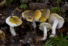 Tricholoma sejunctum