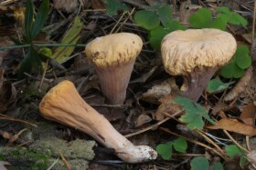 Clavariadelphus truncatus