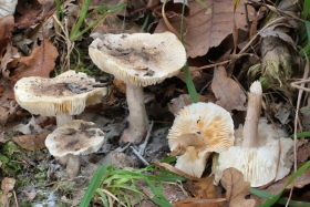 Tricholoma orirubens