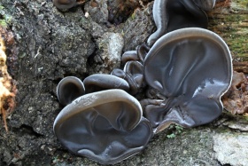 Auricularia cerrina