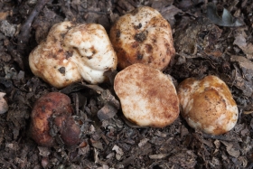 Lactarius stephensii