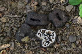 Genea sphaerica