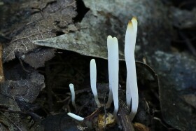 Clavaria falcata