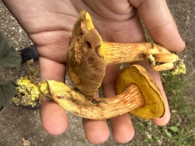 Xerocomus chrysonemus