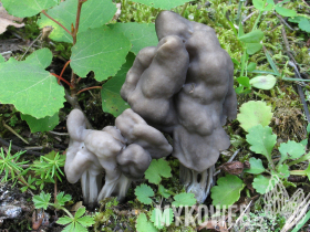 Helvella lacunosa