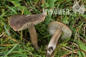 Hygrocybe nitrata