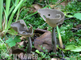 Helvella macropus