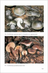 Fungi Europaei Tricholoma part II