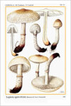 Fungi Europaei 4 Lepiota s.l. (1991)-M. Candusso & G. Lanzoni