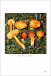 Fungi Europaei 6 Hygrophorus s.l. (1997)-M. Candusso