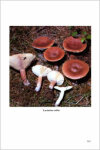 Fungi Europaei 7 Lactarius Pers. (1999)-M.T. Basso
