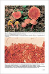 Fungi Europaei 8 Xerocomus s.l. (2003)-H. Ladurner & G. Simonini
