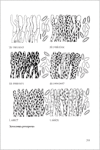 Fungi Europaei 8 Xerocomus s.l. (2003)-H. Ladurner & G. Simonini