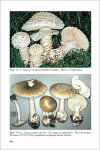 Fungi Europaei 9 Amaniteae (2004)-P. Neville & S. Poumarat