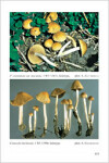 Fungi Europaei 11 Conocybe - Pholiotina (2008)-A. H