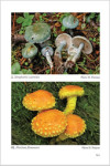 Fungi Europaei 13 Strophariaceae s.l. (2011)-M. E. Noordeloos