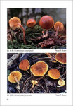 Le genre Gymnopilus Karst. en Europe