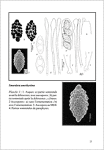 Contribution à la connaissance de Discomycètes operculés rares - R. Dougoud