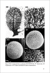 G. Moreno, A. Sanchez, H. Singer, C. Illana & A. Castillo- A study on nivicolous Myxomycetes. The genus Lamproderma 1