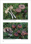 J. Vesterholt- Contribution to the knowledge of species of Entoloma subgenus Leptonia. 1