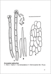 A. Raitviir-Rare or noteworthy Helotiales