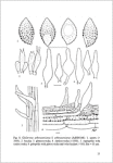 A. De Haan & R. Walleyn-Studies in Galerina - Galerinae Flandriae (2