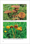 A. De Haan & R. Walleyn-Studies in Galerina - Galerinae Flandriae (2