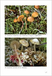 A. De Haan & R. Walleyn-Studies in Galerina - Galerinae Flandriae (3)