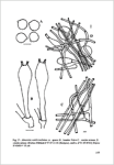 P. Neville † & S. Poumarat-Quelques espèces nouvelles ou mal délimitées d’Amanita de la sous-section Vaginatinae 1er com