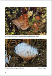 V. F. Malysheva-Rare and interesting species of heterobasidiomycetes from Russia