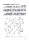 V. F. Malysheva-Rare and interesting species of heterobasidiomycetes from Russia