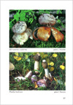 I.Rimóczi-M. Jeppson-L. Benedek-Characteristic and rare species of Gasteromycetes in Eupannonicum