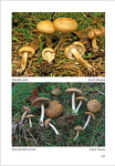 E.Ferrari-D.Bandini-F.Boccardo-Inocybe