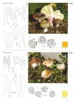 FUNGI OF SWITZERLAND Volume 6 (2005)-BREITENBACH-KRÄNZLIN