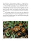 Polypores of the Mediterranean Region (2020)-A.Bernicchia, S.P. Gorjón