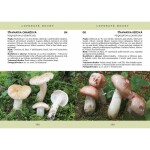 Rare fungi of the Tabor region (2020)- P. Špinar