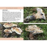 Rare fungi of the Tabor region (2020)- P. Špinar