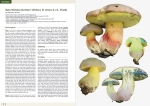 European Boletes 1 (2025)- M. Mikšík, M. Gelardi, G. Simonini