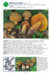 Atlante fotografico dei Funghi della Pianura Lombarda (2024)-E.Pini