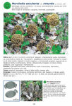 Atlante fotografico dei Funghi della Pianura Lombarda (2024)-E.Pini